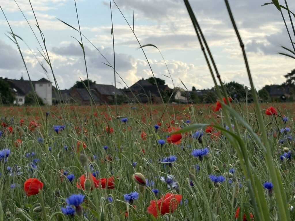 Blühende Landschaften Blumenwiese vor Borr